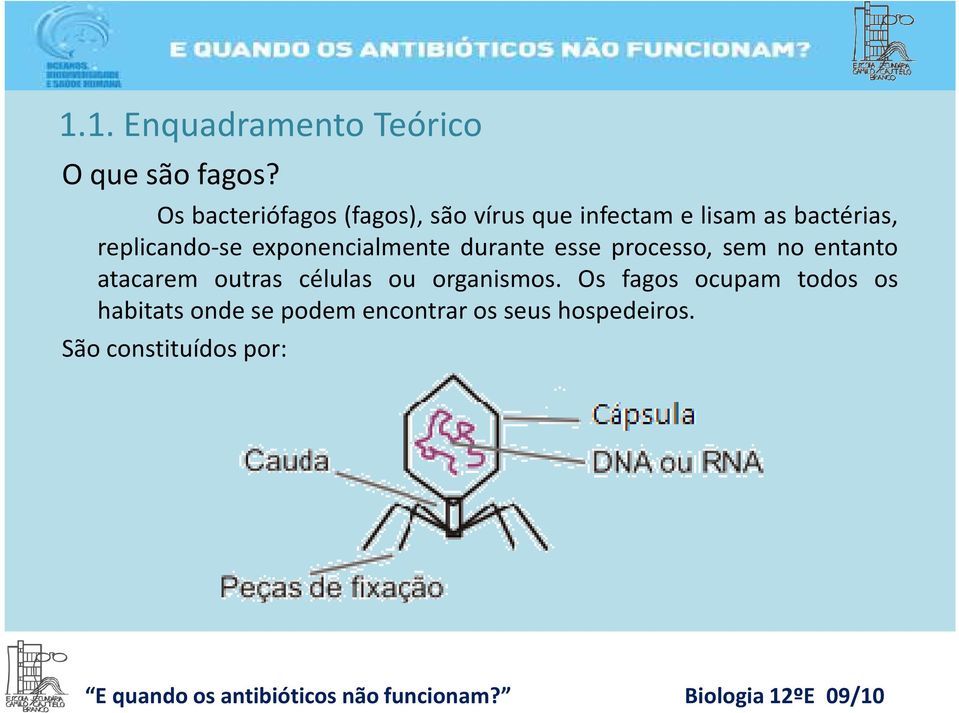 replicando-se exponencialmente durante esse processo, sem no entanto atacarem