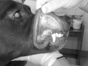 CASO 03 - Billy, SRD, macho, 17 anos, cardiopata, nefropata, hepatopata - Veio para tratamento periodontal - Como será feito?