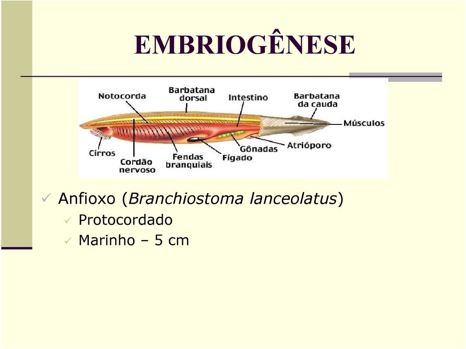 (Branchiostoma