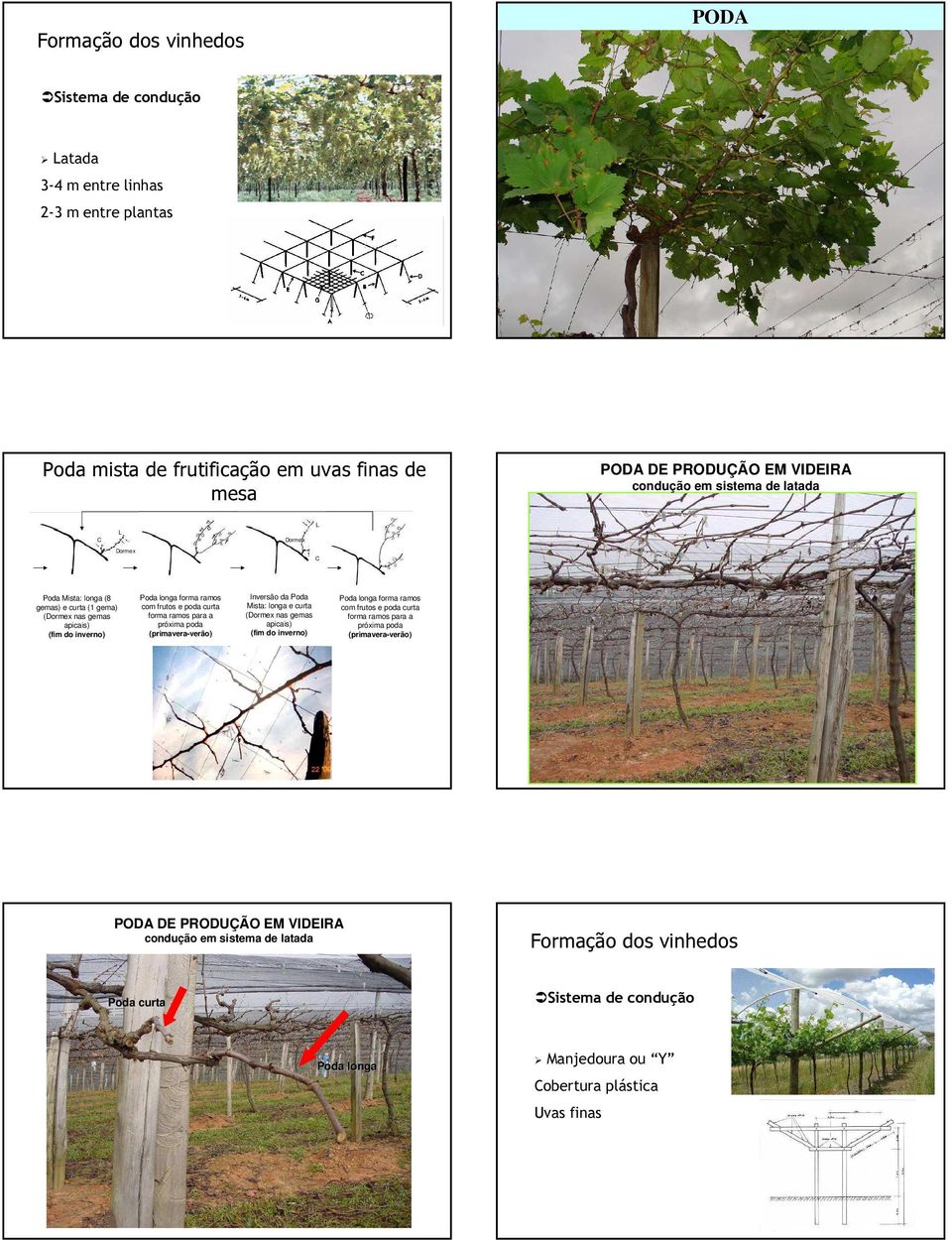 para a próxima poda (primavera-verão) Inversão da Poda Mista: longa e curta (Dormex nas gemas apicais) (fim do inverno) Poda longa forma ramos com frutos e poda curta forma ramos para a