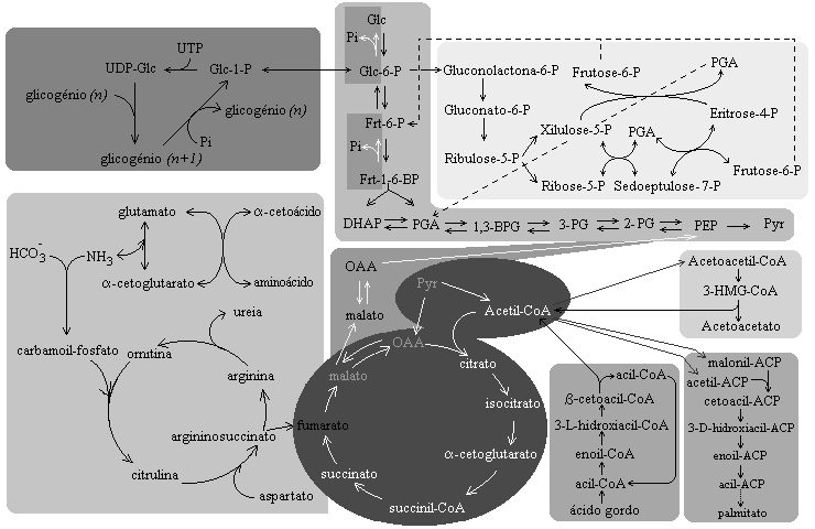 Capítulo 1 - Introdução Ciclo de Krebs Figura 1.1 Visão geral das principais vias metabólicas, adaptado da Ref. [8].