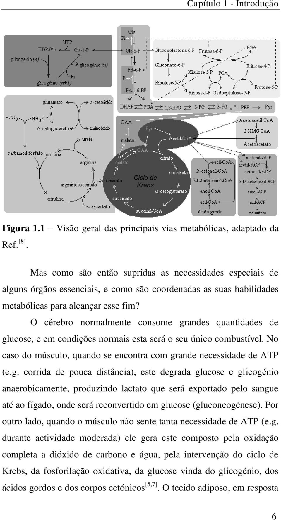 O cérebro normalmente consome gr