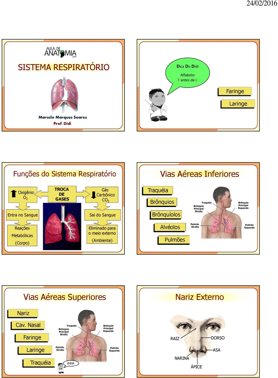 Brônquíolos Brônquio Principal Direito Brônquio Principal Esquerdo Reações Metabólicas (Corpo) Eliminado para o meio externo (Ambiente) Alvéolos Pulmões