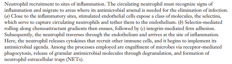 Immunol.