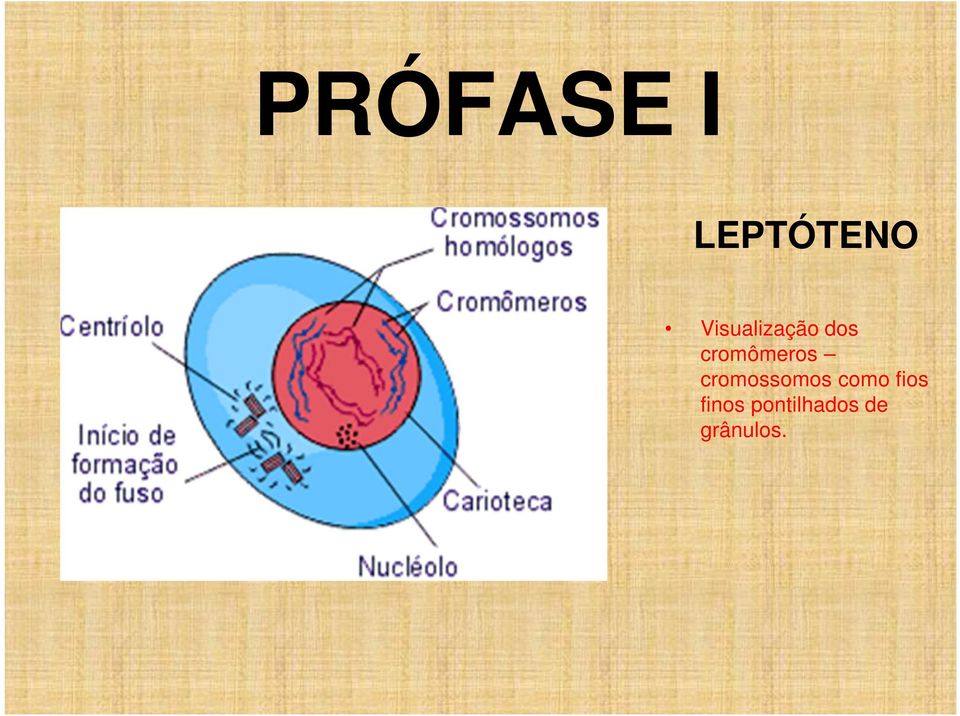 cromômeros cromossomos