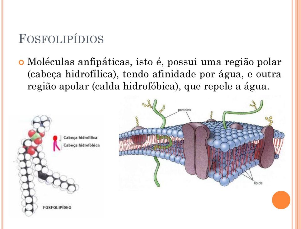 hidrofílica), tendo afinidade por água, e