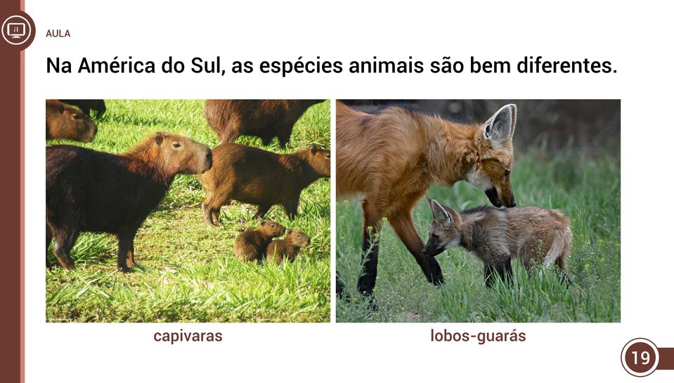 são bem diferentes.