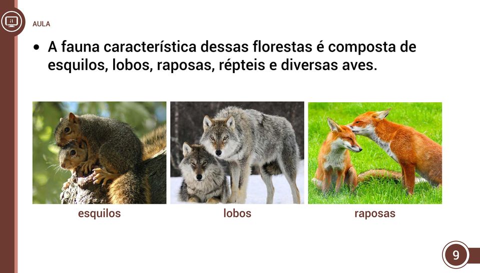 esquilos, lobos, raposas,