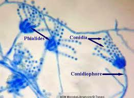 Trabalho experimental: Observar o processo de reprodução por esporulação Fig. 1 Princípios do Método Penicillium sp é uma espécie de fungo miceliano (fig.