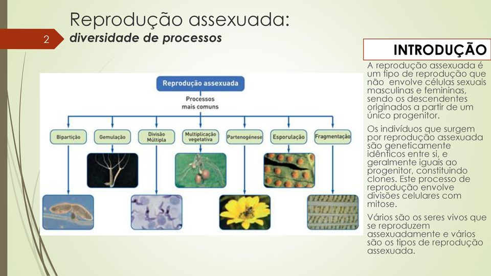 Os indivíduos que surgem por reprodução assexuada são geneticamente idênticos entre si, e geralmente iguais ao progenitor, constituindo