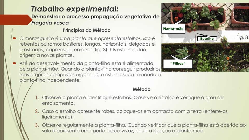 Quando a planta-filha conseguir produzir os seus próprios compostos orgânicos, o estolho seca tornando a planta-filha independente. Fig. 3 Método 1. Observe a planta e identifique estolhos.