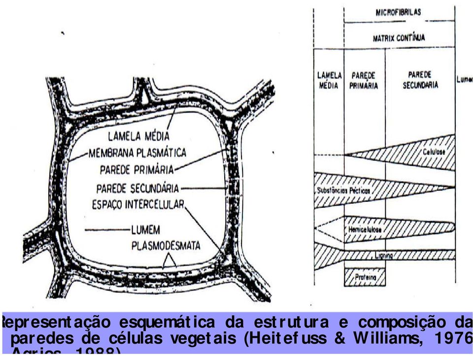 paredes de células vegetais