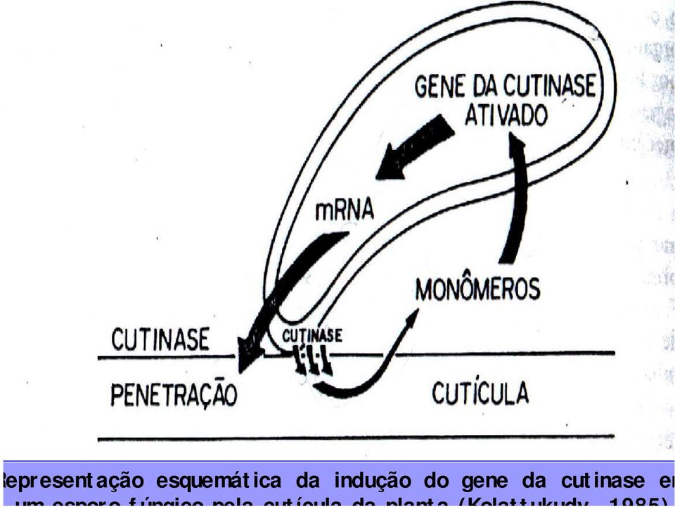 indução do