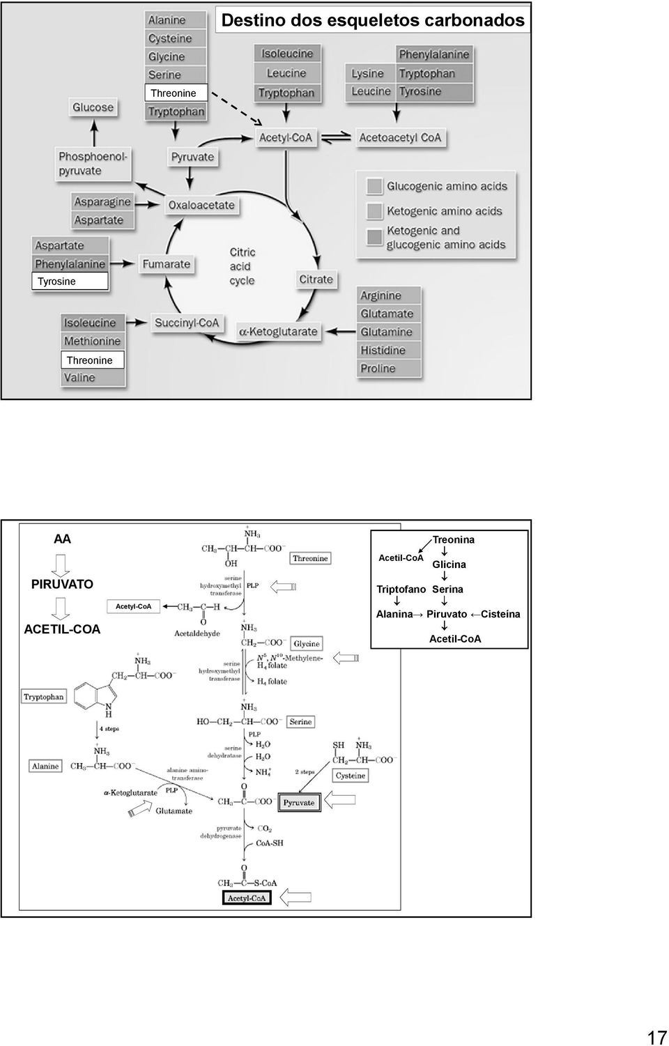 Acetyl-CoA Treonina Acetil-CoA Glicina