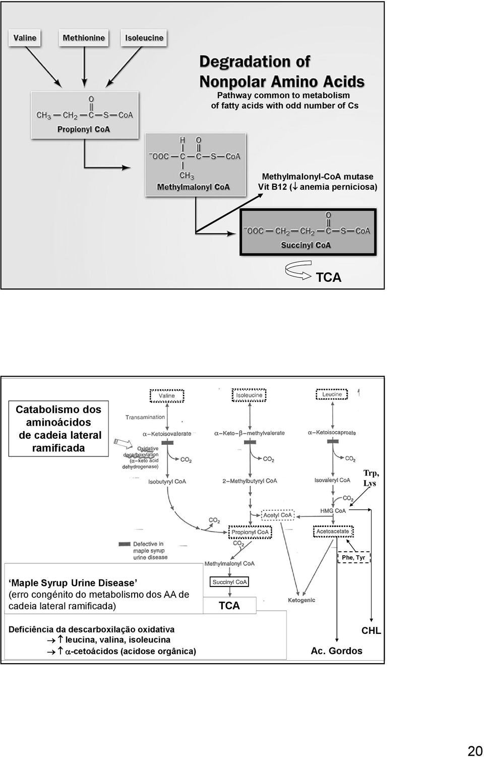 Syrup Urine Disease (erro congénito do metabolismo dos AA de cadeia lateral ramificada) TCA Deficiência