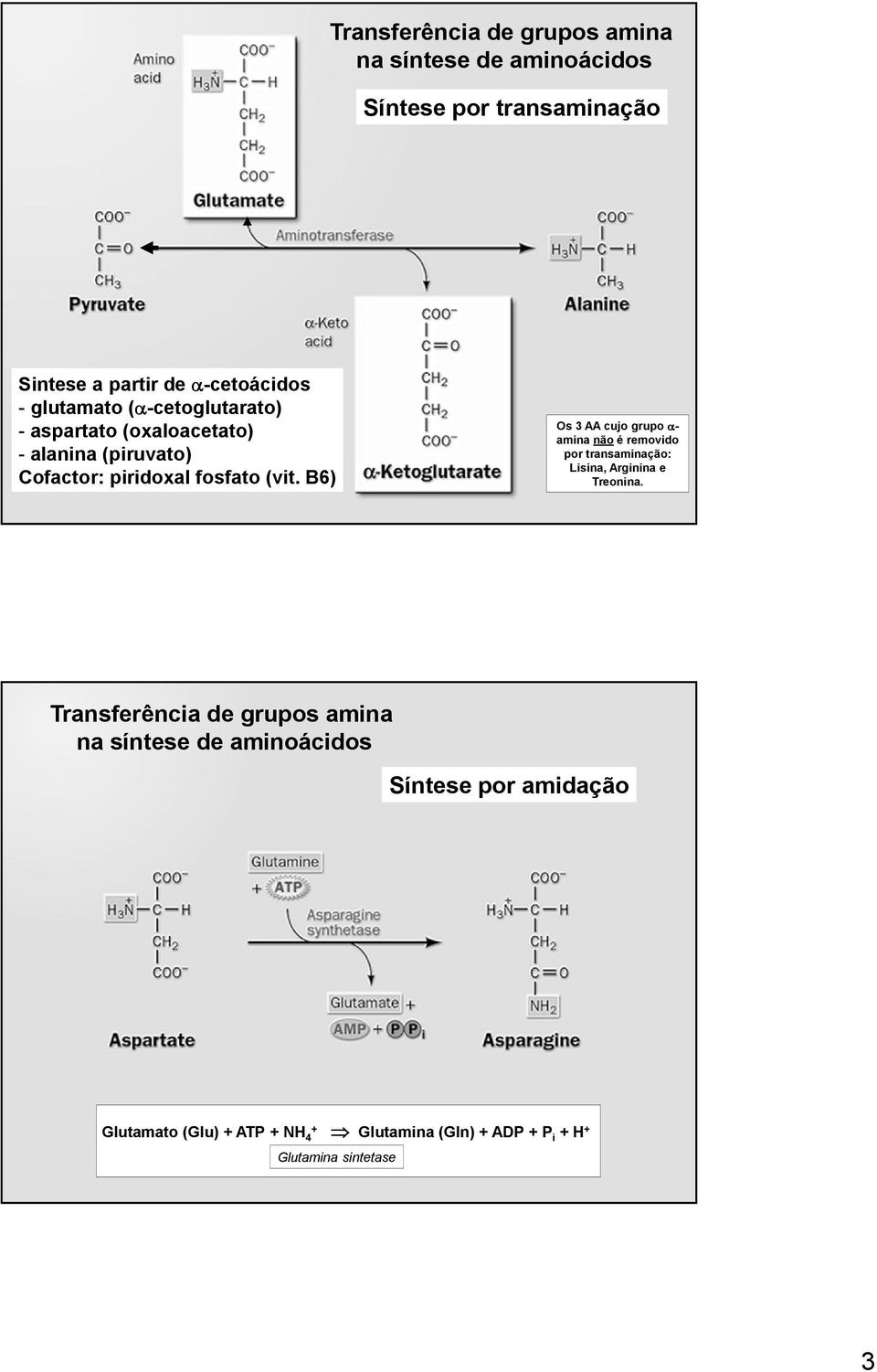 B6) Os 3 AA cujo grupo α- amina não é removido por transaminação: Lisina, Arginina e Treonina.