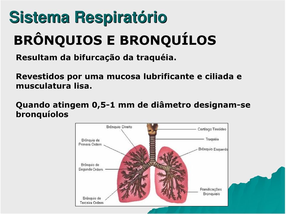 Revestidos por uma mucosa lubrificante e ciliada e