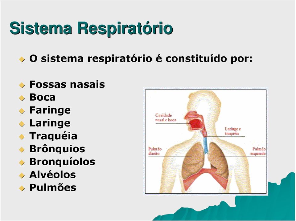 nasais Boca Faringe Laringe