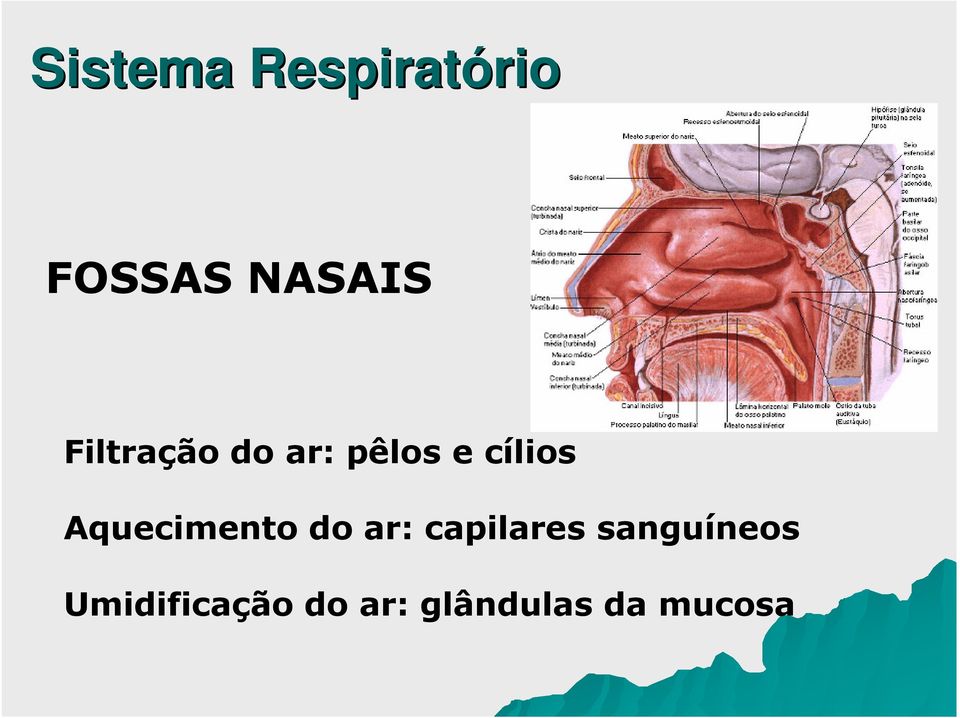 Aquecimento do ar: capilares