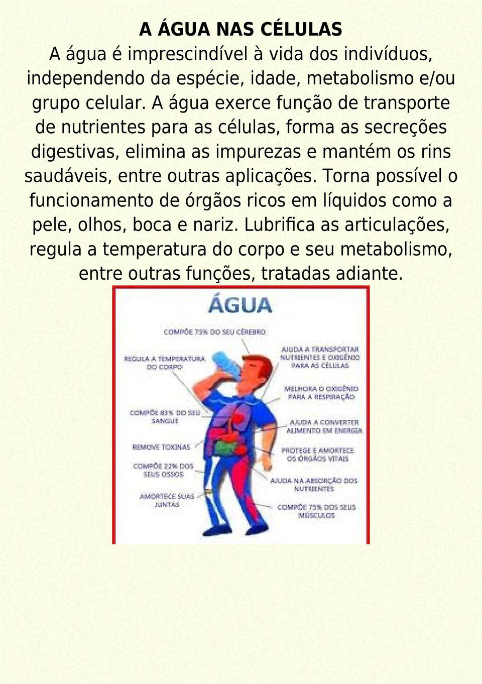 A água exerce função de transporte de nutrientes para as células, forma as secreções digestivas, elimina as impurezas e mantém