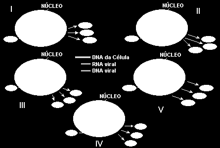 Entre os vários fatores que levaram a essa configuração, um deles é a diminuição na taxa de mortalidade infantil, devido a campanhas de vacinação em massa, que têm imunizado um número cada vez maior