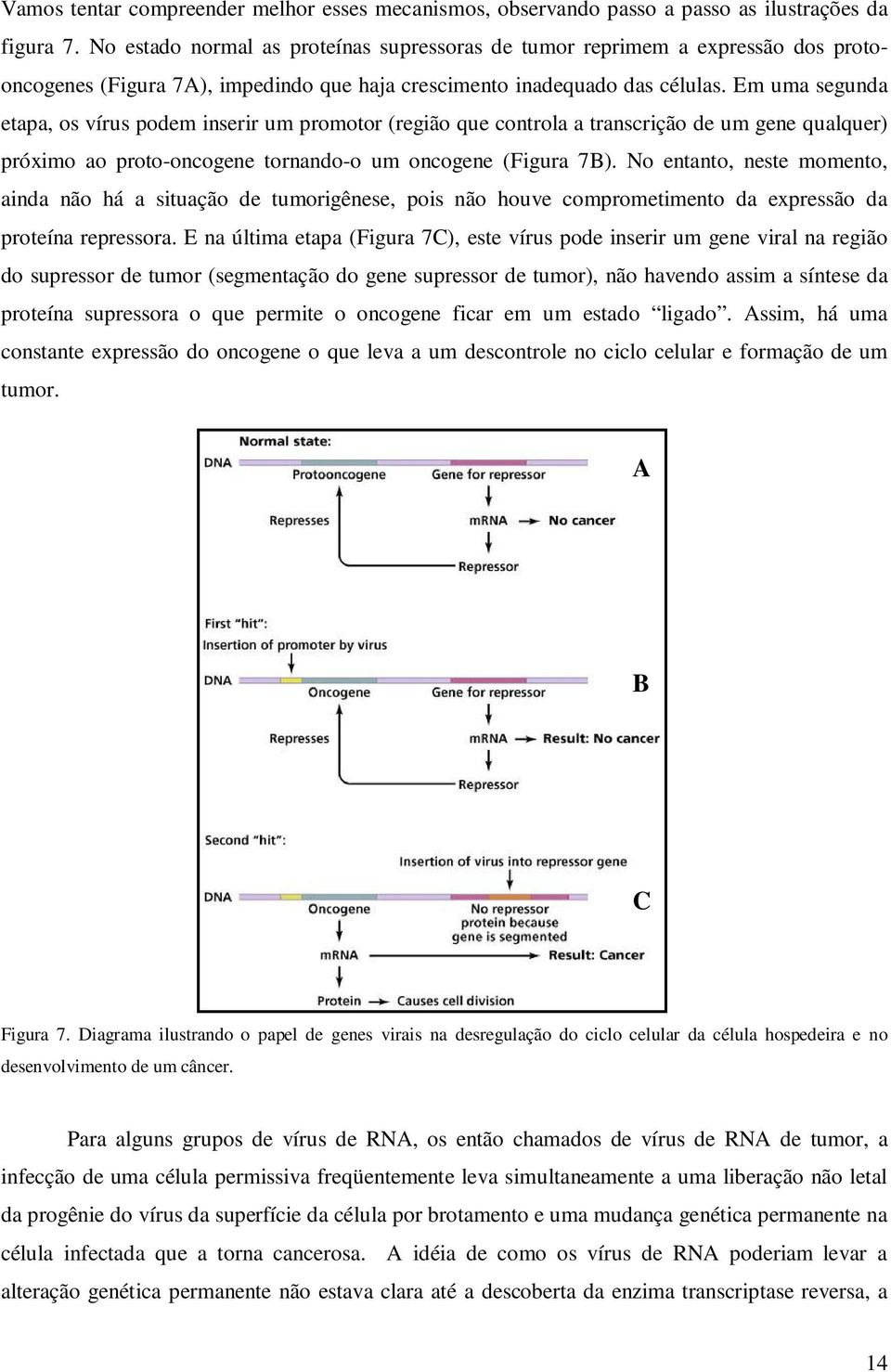 Em uma segunda etapa, os vírus podem inserir um promotor (região que controla a transcrição de um gene qualquer) próximo ao proto-oncogene tornando-o um oncogene (Figura 7B).