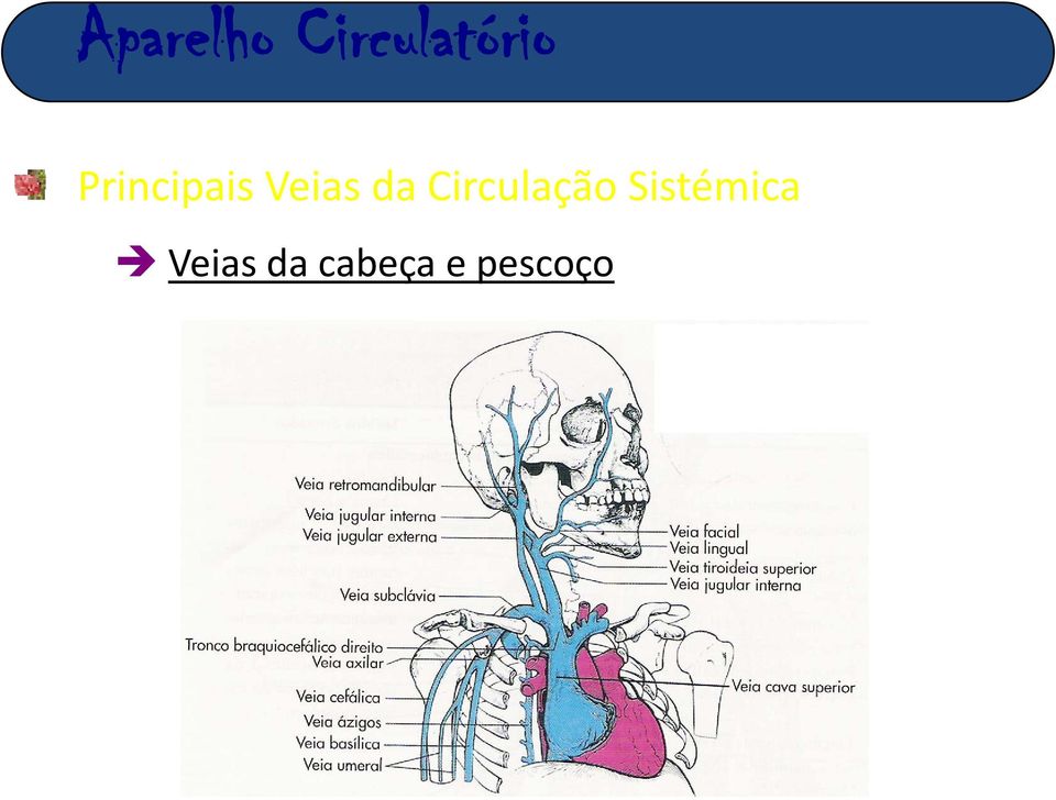 pescoço