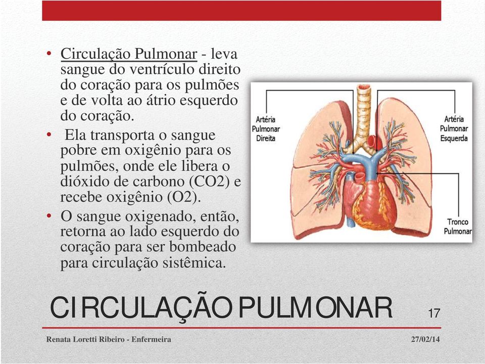 Ela transporta o sangue pobre em oxigênio para os pulmões, onde ele libera o dióxido de