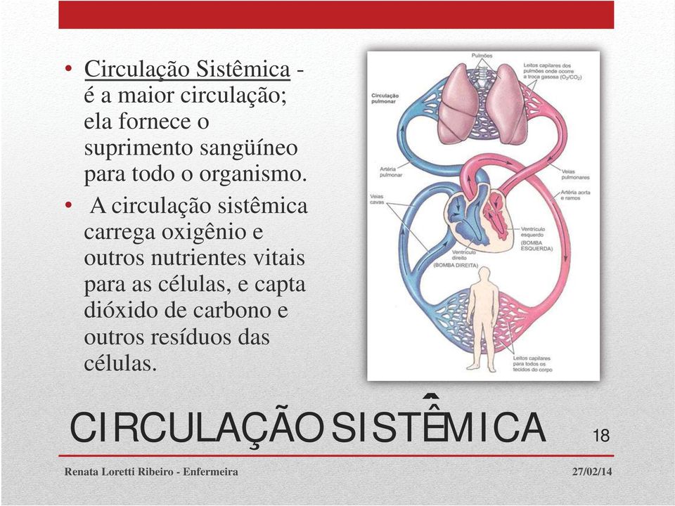 A circulação sistêmica carrega oxigênio e outros nutrientes vitais