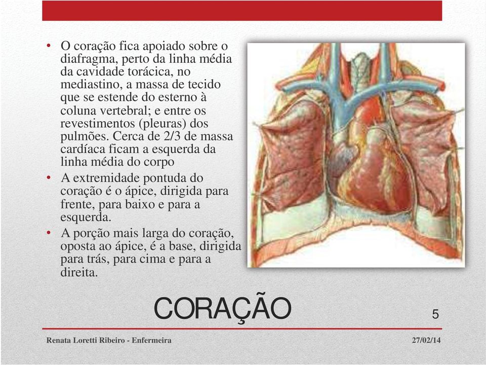 Cerca de 2/3 de massa cardíaca ficam a esquerda da linha média do corpo A extremidade pontuda do coração é o ápice,