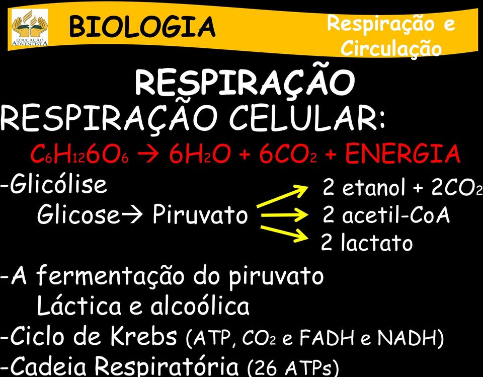 alcoólica -Ciclo de Krebs (ATP, CO2 e FADH e NADH)