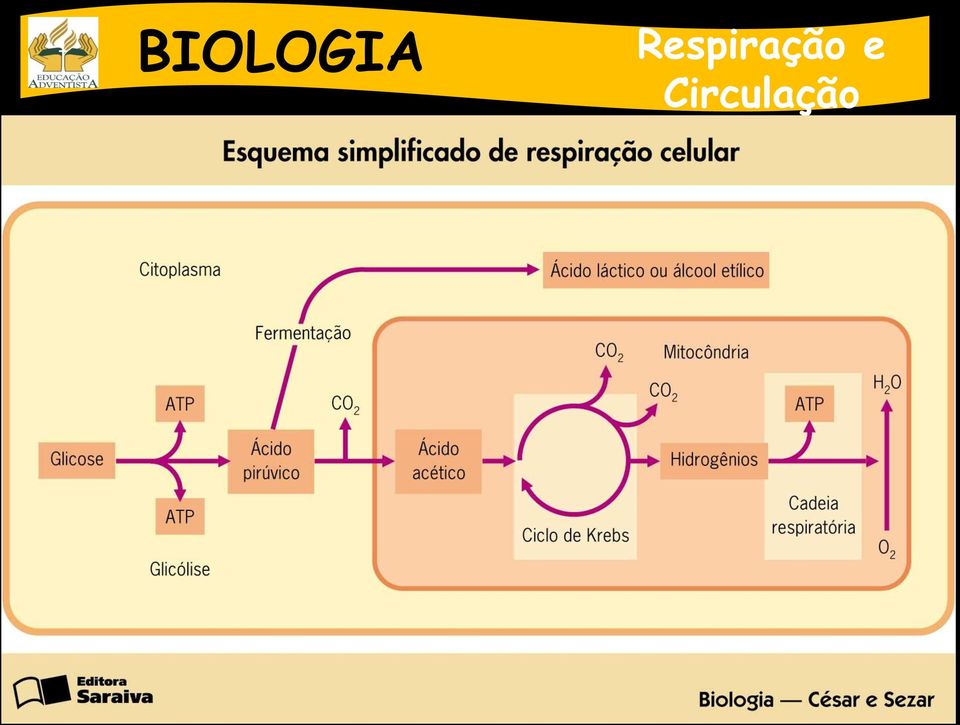 do piruvato Láctica e alcoólica - Ciclo de