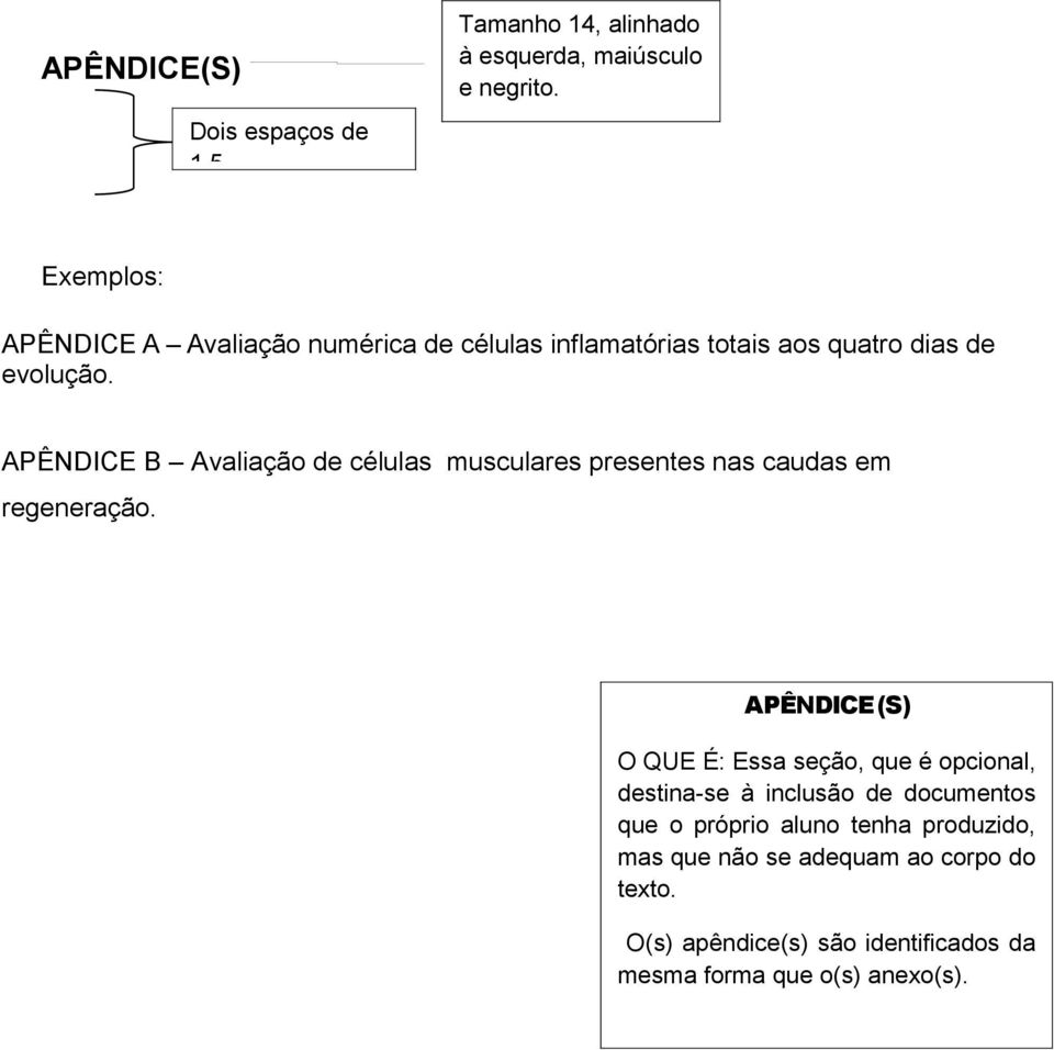 APÊNDICE B Avaliação de células musculares presentes nas caudas em regeneração.