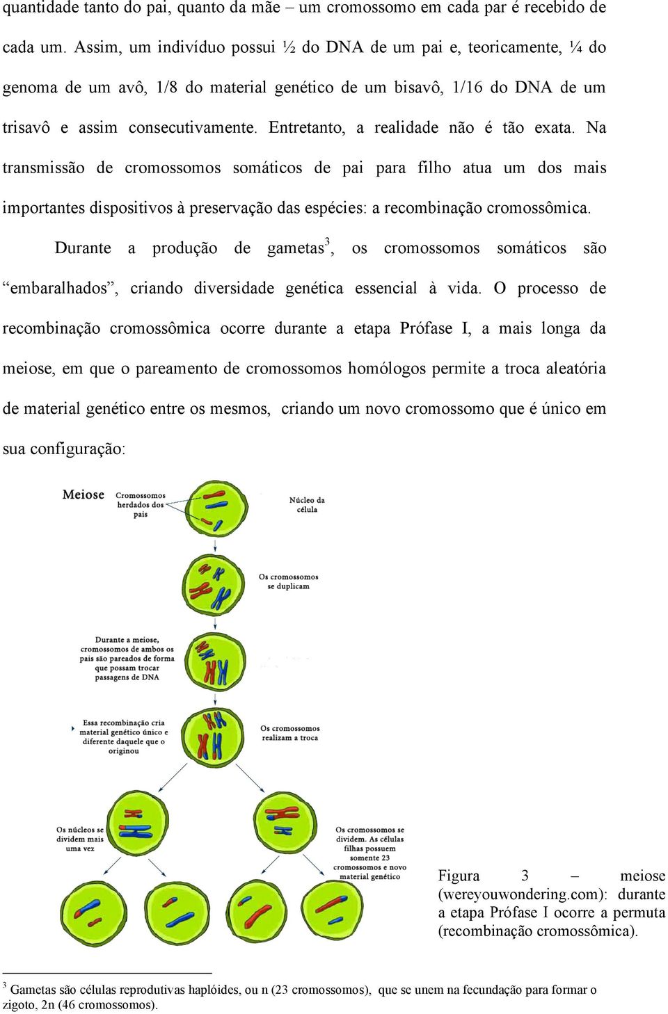 Entretanto, a realidade não é tão exata. Na transmissão de cromossomos somáticos de pai para filho atua um dos mais importantes dispositivos à preservação das espécies: a recombinação cromossômica.