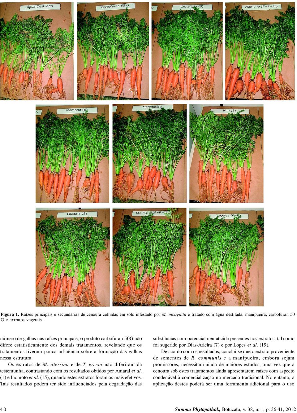 nessa estrutura. Os extratos de M. aterrina e de T. erecta não diferiram da testemunha, contrastando com os resultados obtidos por Amaral et al. () e Inomoto et al.