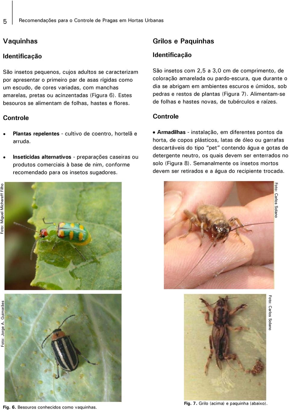 Grilos e Paquinhas São insetos com 2,5 a 3,0 cm de comprimento, de coloração amarelada ou pardo-escura, que durante o dia se abrigam em ambientes escuros e úmidos, sob pedras e restos de plantas