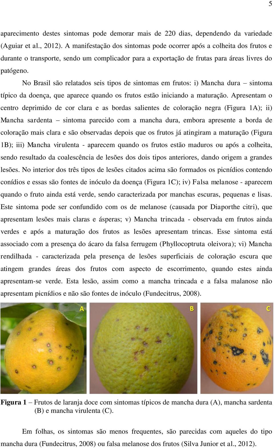 No Brasil são relatados seis tipos de sintomas em frutos: i) Mancha dura sintoma típico da doença, que aparece quando os frutos estão iniciando a maturação.