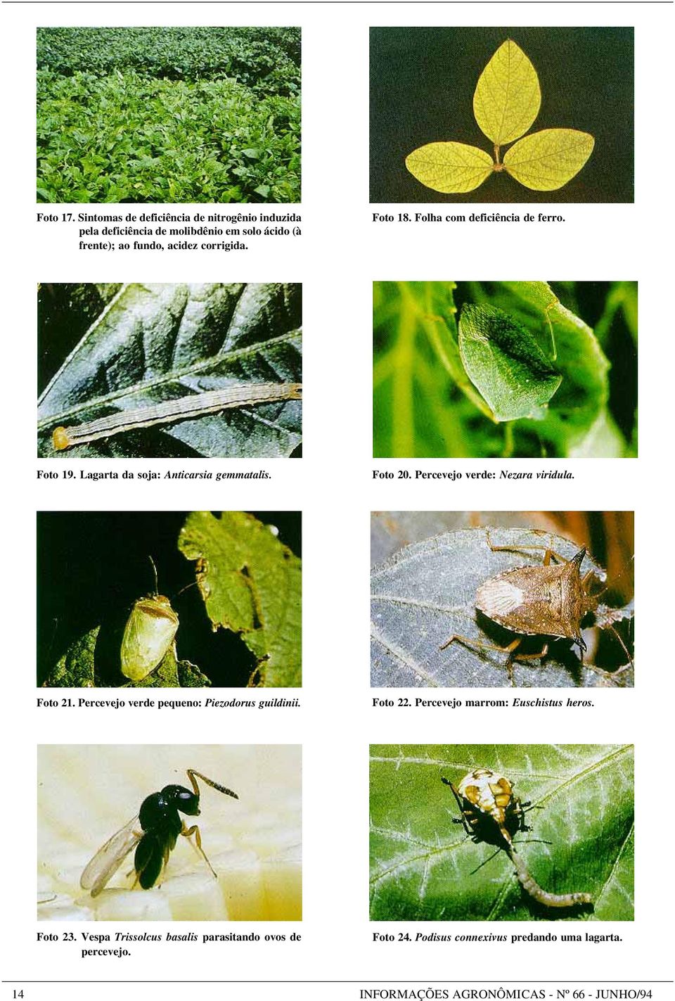 Foto 18. Folha com deficiência de ferro. Foto 19. Lagarta da soja: Anticarsia gemmatalis. Foto 20. Percevejo verde: Nezara viridula.