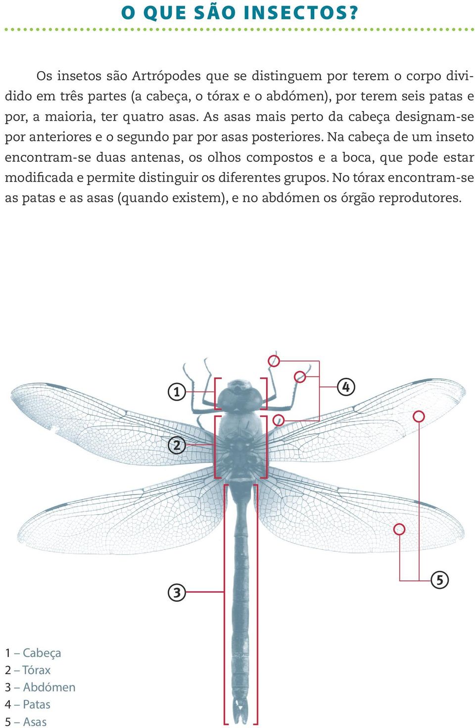 por, a maioria, ter quatro asas. As asas mais perto da cabeça designam-se por anteriores e o segundo par por asas posteriores.