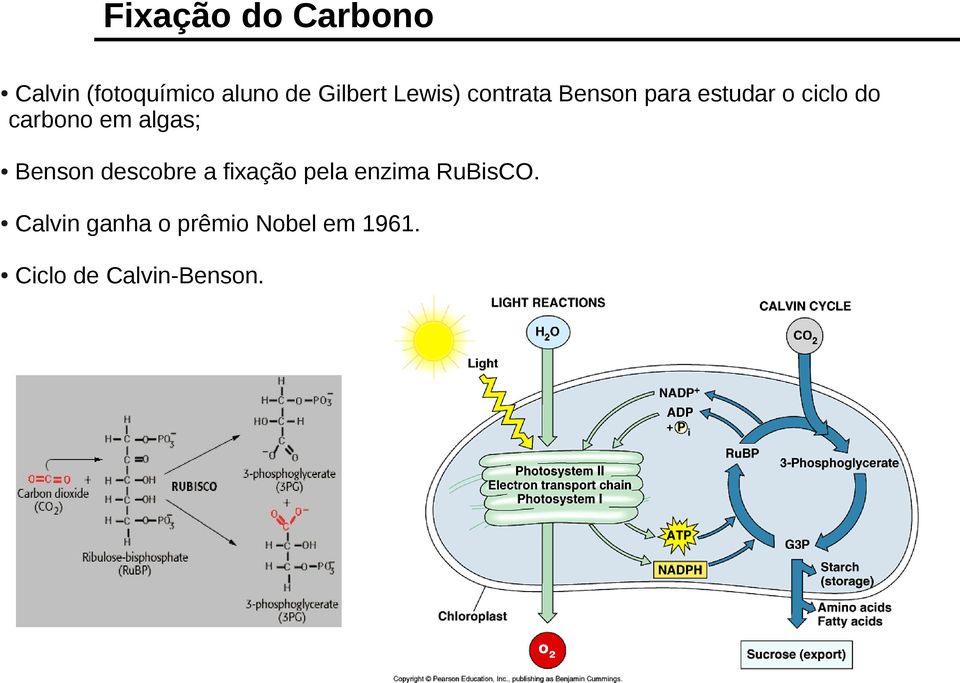 em algas; Benson descobre a fixação pela enzima RuBisCO.