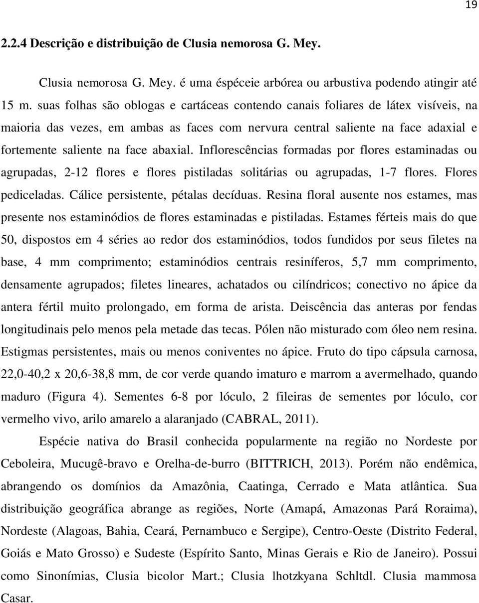 abaxial. Inflorescências formadas por flores estaminadas ou agrupadas, 2-12 flores e flores pistiladas solitárias ou agrupadas, 1-7 flores. Flores pediceladas. Cálice persistente, pétalas decíduas.