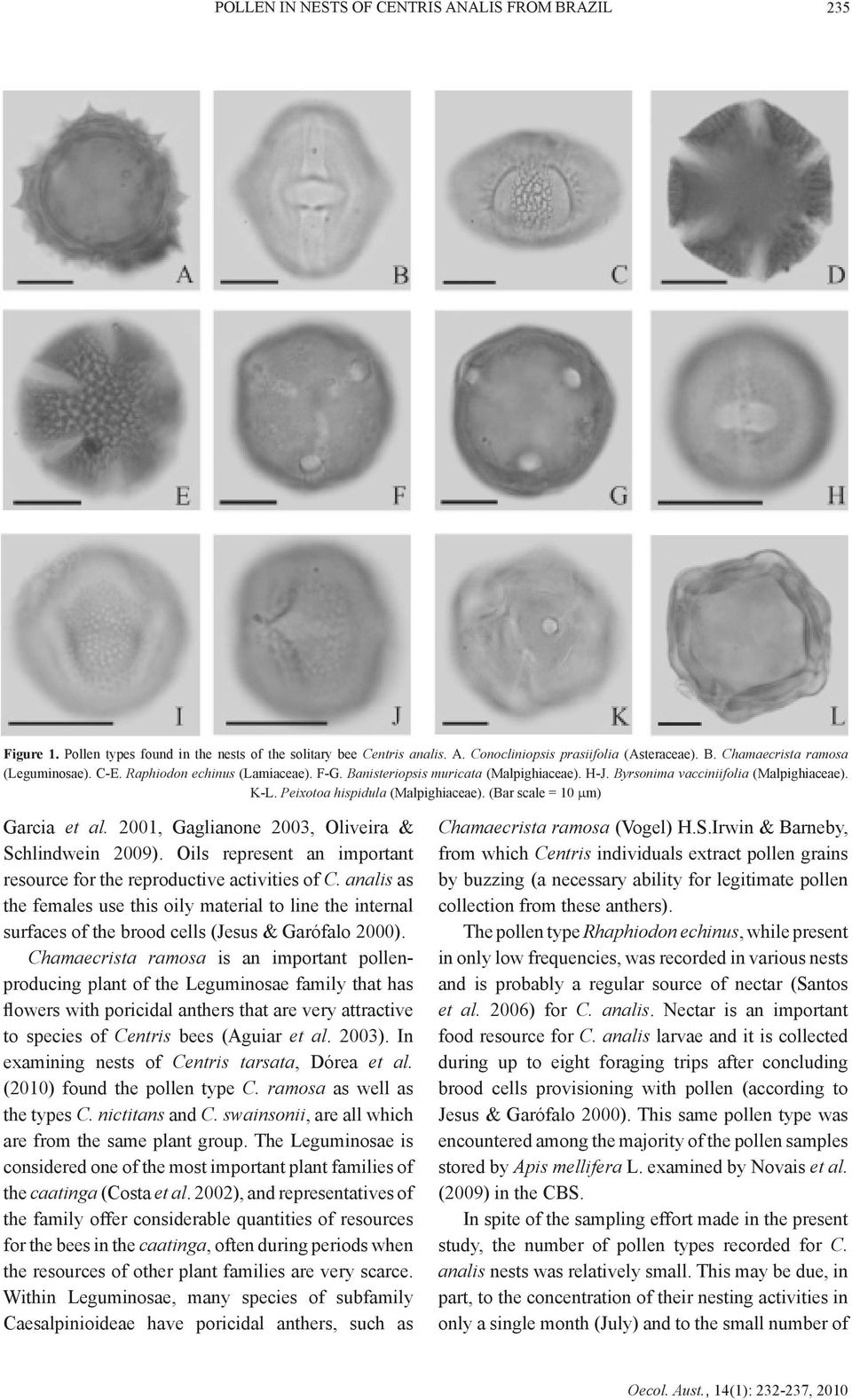 (Bar scale = 10 µm) Garcia et al. 2001, Gaglianone 2003, Oliveira & Schlindwein 2009). Oils represent an important resource for the reproductive activities of C.