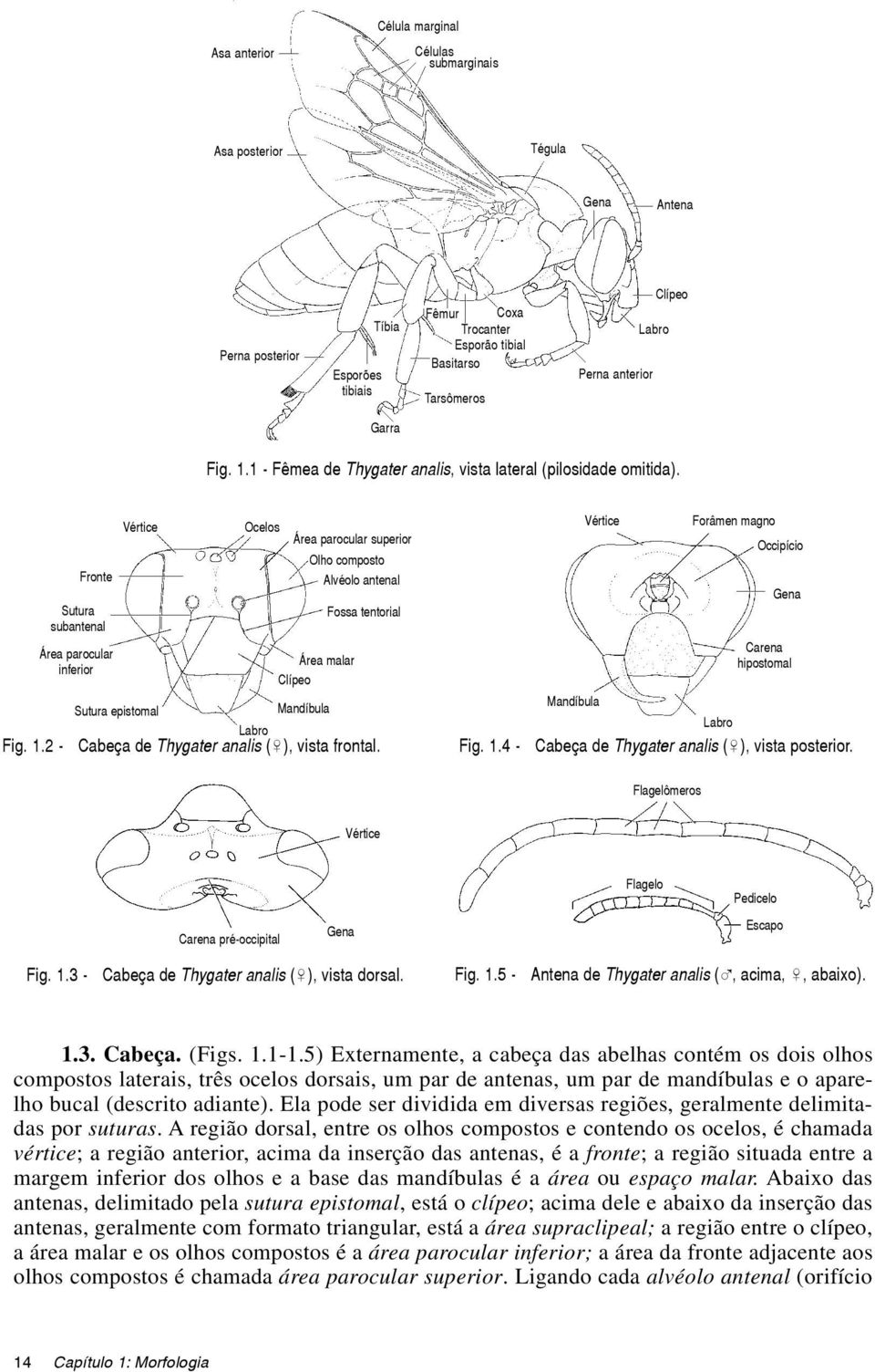 1 - Fêmea de Thygater analis, vista lateral (pilosidade omitida). Fig. 1.