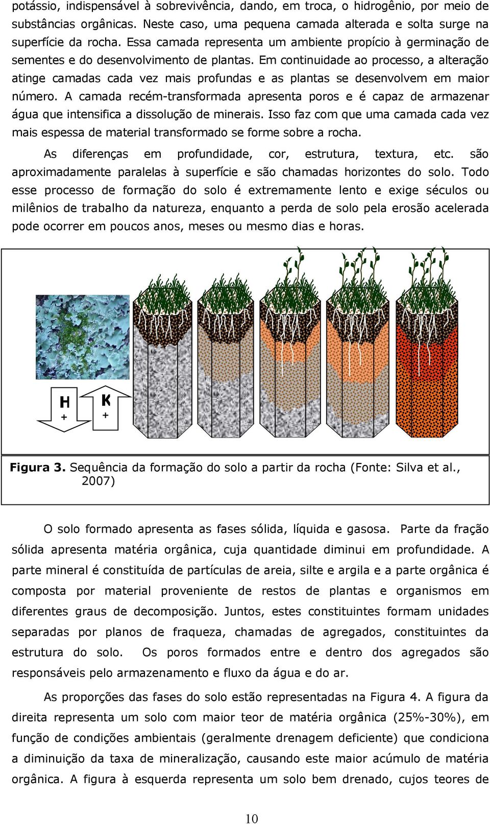 Em continuidade ao processo, a alteração atinge camadas cada vez mais profundas e as plantas se desenvolvem em maior número.