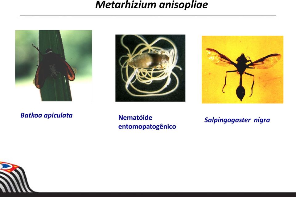 apiculata Nematóide