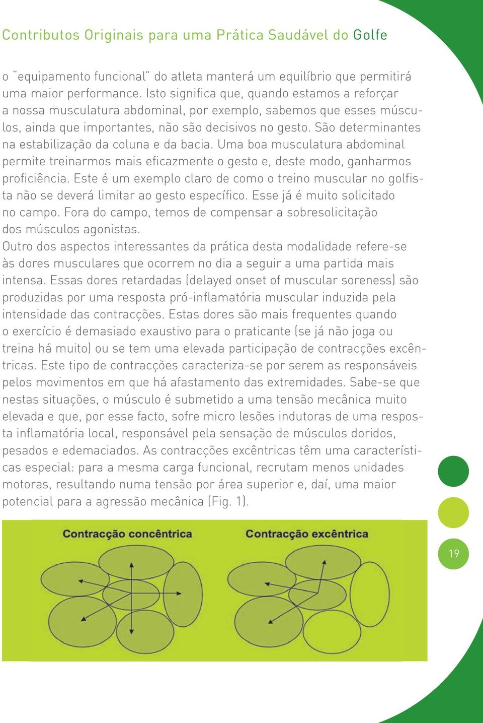 São determinantes na estabilização da coluna e da bacia. Uma boa musculatura abdominal permite treinarmos mais eficazmente o gesto e, deste modo, ganharmos proficiência.