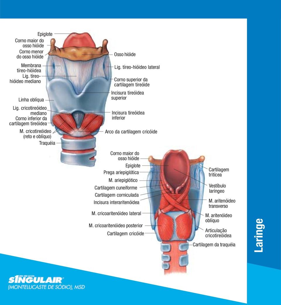 tíreo-hióideo lateral Corno superior da cartilagem tireóide Incisura tireóidea superior Incisura tireóidea inferior Arco da cartilagem cricóide Corno maior do osso hióide Epiglote Prega