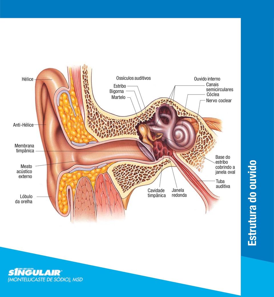 timpânica Meato acústico externo Lóbulo da orelha Cavidade timpânica