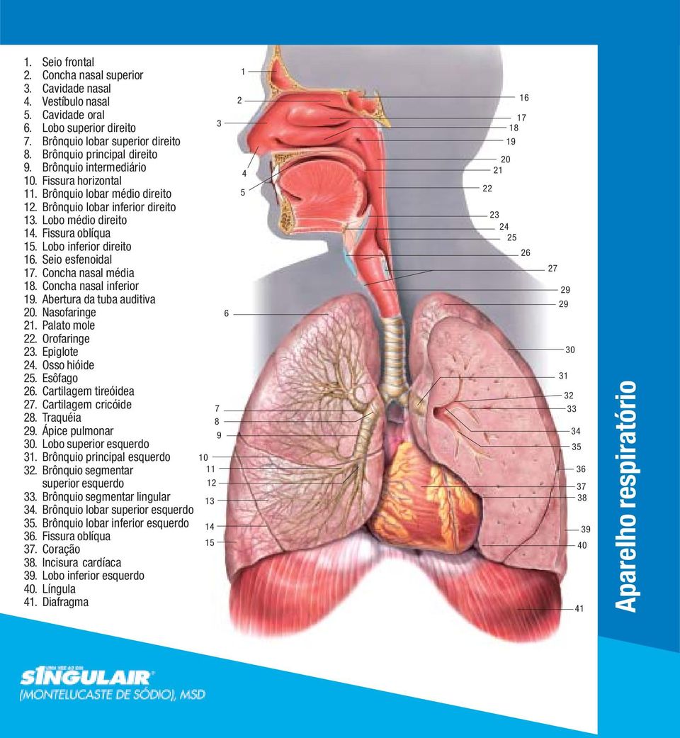 Seio esfenoidal 17. Concha nasal média 18. Concha nasal inferior 19. Abertura da tuba auditiva 20. Nasofaringe 21. Palato mole 22. Orofaringe 23. Epiglote 24. Osso hióide 25. Esôfago 26.