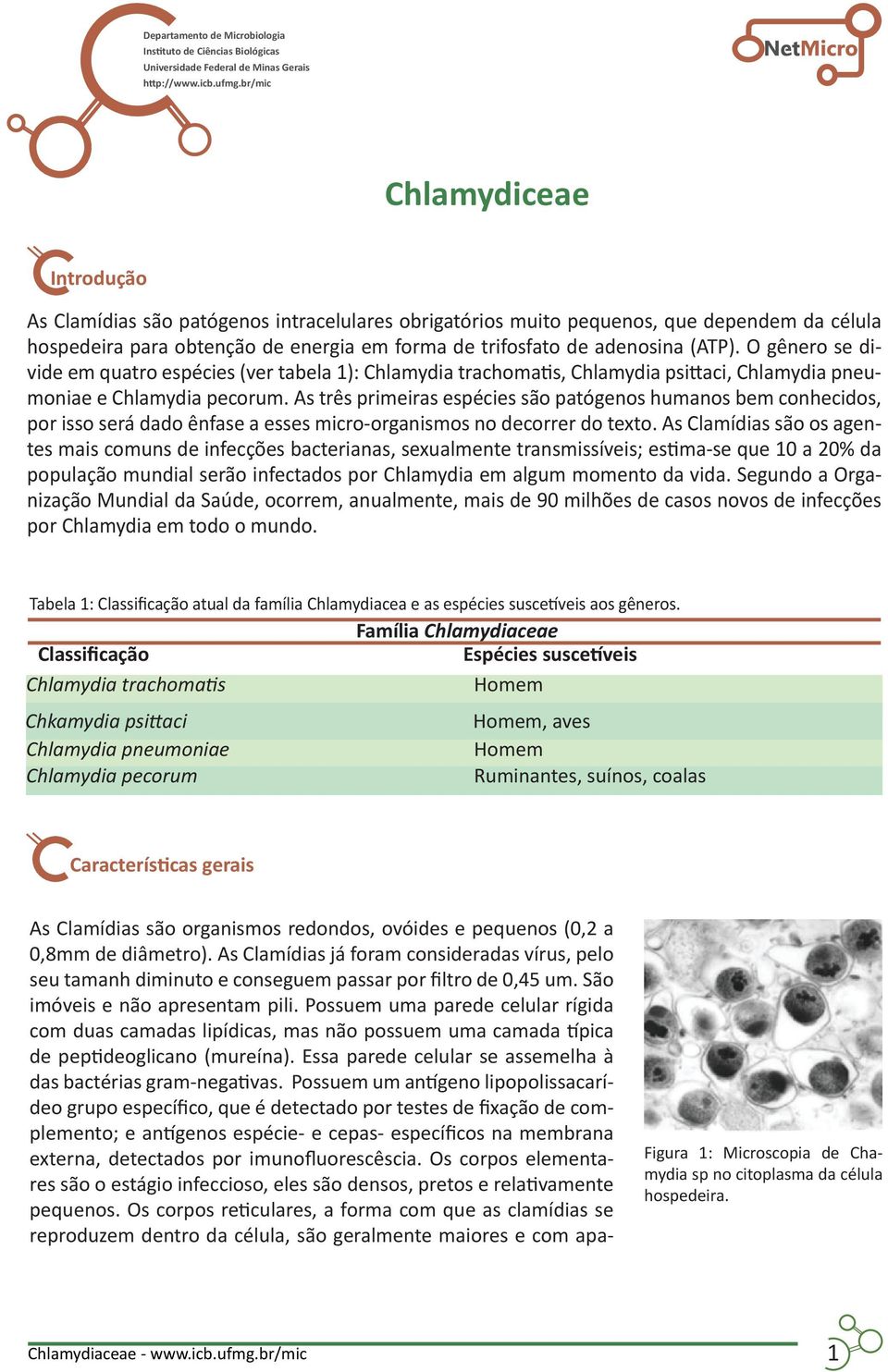 (ATP). O gênero se divide em quatro espécies (ver tabela 1): Chlamydia trachomatis, Chlamydia psittaci, Chlamydia pneumoniae e Chlamydia pecorum.